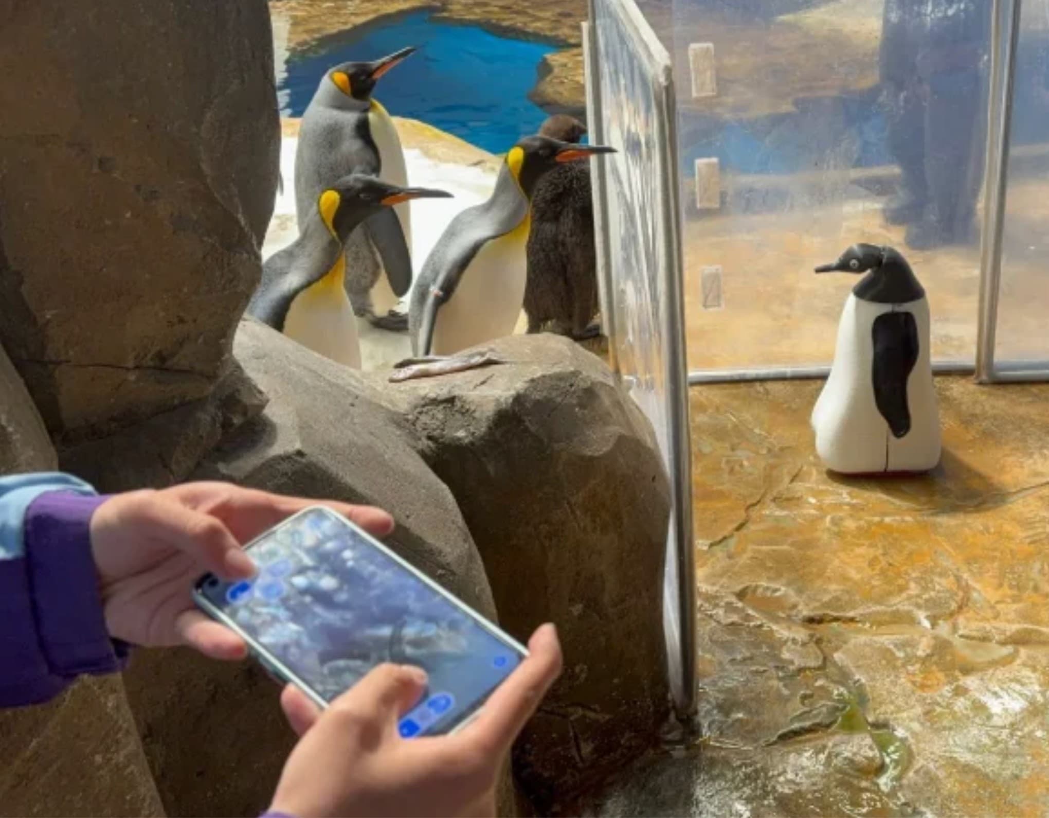 PANGUAN being driven from a phone beside king penguins at Ocean Park