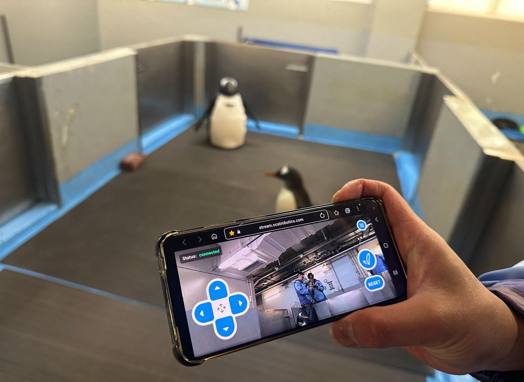 PANGUAN being remotely operated inside an Ocean Park penguin-care environment.